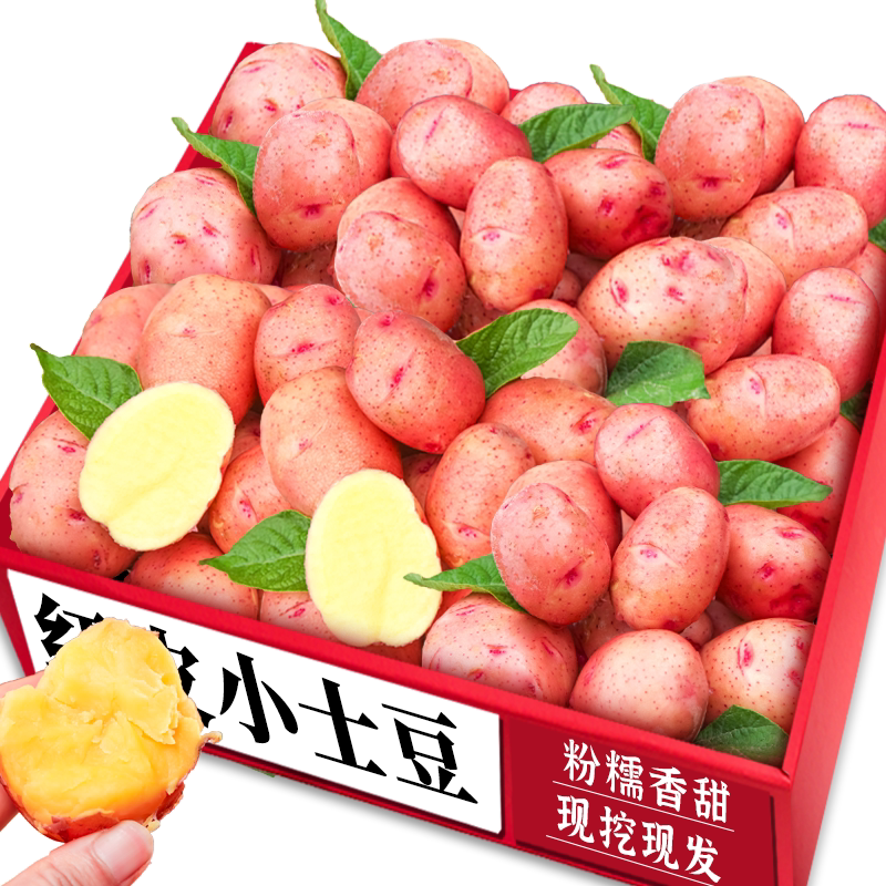 红皮粉面土豆！新鲜现挖！好美味