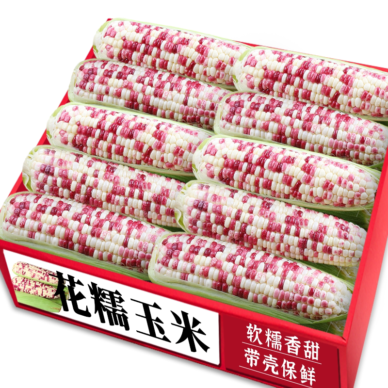 【花糯玉米】老农现掰|营养美味