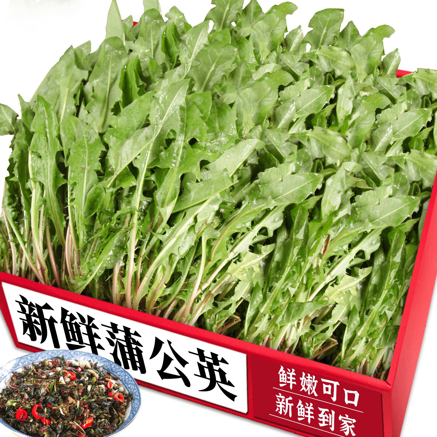 新鲜蒲公英！蘸酱菜|现挖现发！