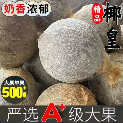 大果海南牛奶椰皇当季新鲜老椰子蛋孕妇水果现摘椰皇椰青煲汤榨汁