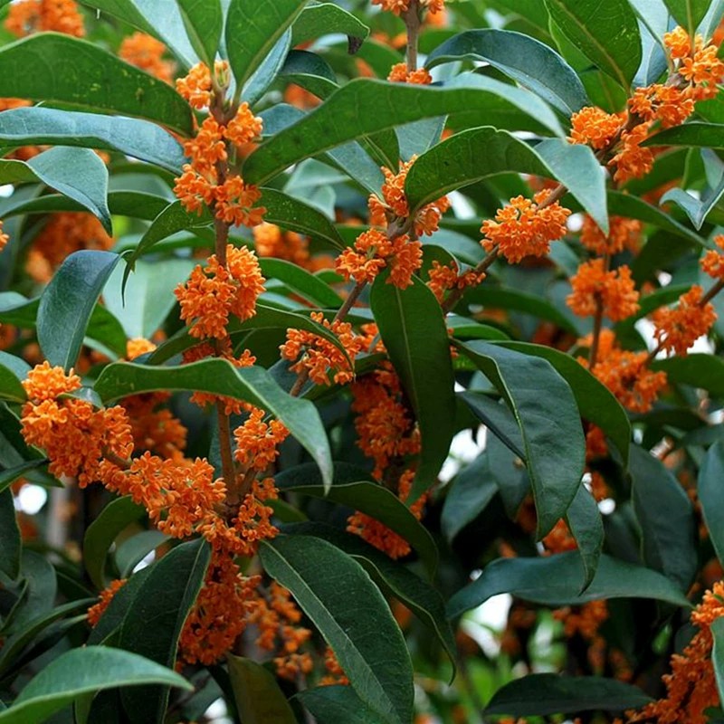 精选红桂花干500g桂林丹桂花特级浓香型桂花新鲜食用熬夜泡酒散装