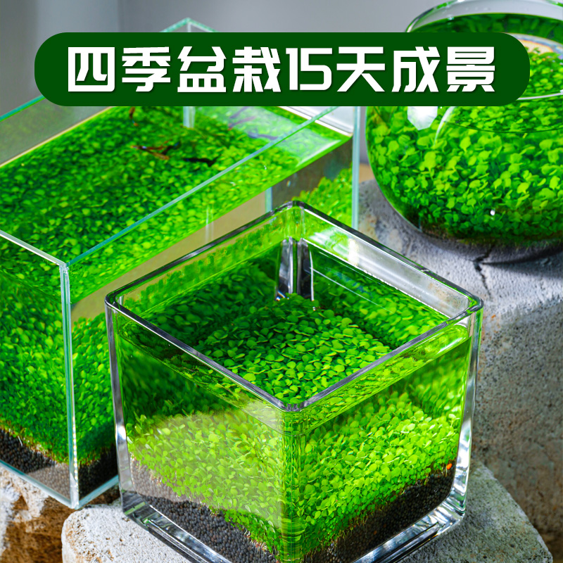 生态玻璃鱼缸客厅小型乌龟缸x桌面办公室透明玻璃圆形迷你水草缸