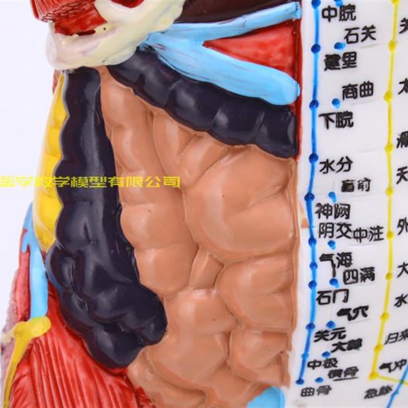 超清晰60 85CM人体针灸模型 半肌F肉骨骼内脏模型中医经络穴位模