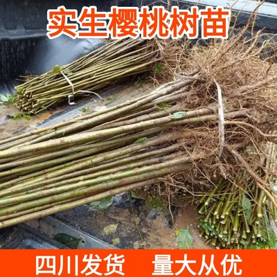 四川实生樱桃树苗木苗未嫁接母本