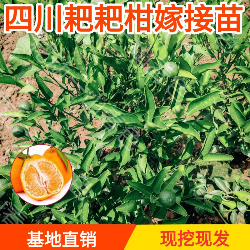 四川耙耙柑嫁接苗新鲜现挖