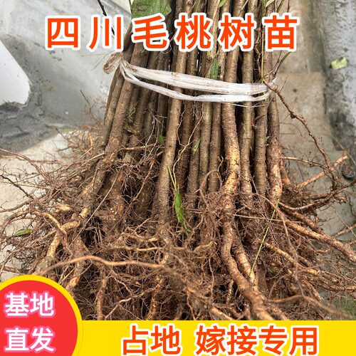 毛桃树苗实生桃苗占地嫁接专用苗