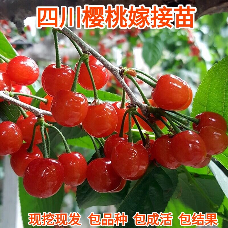 红妃玛瑙红车厘子樱桃嫁接苗