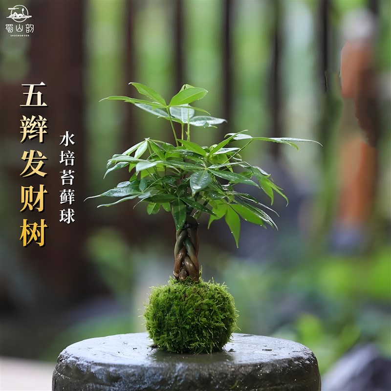 发财树水培c植物苔藓球盆栽室内桌面办公室花卉四季常青耐阴绿植