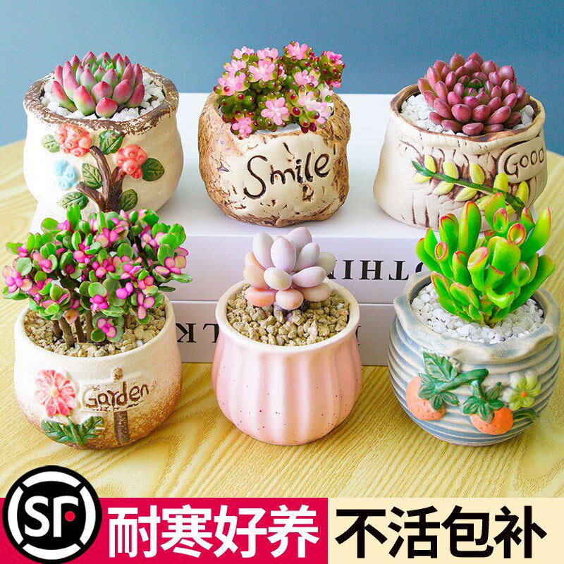 多肉植物组合室内小盆栽玉露桃蛋带陶瓷花盆N土老桩高端仙人球绿