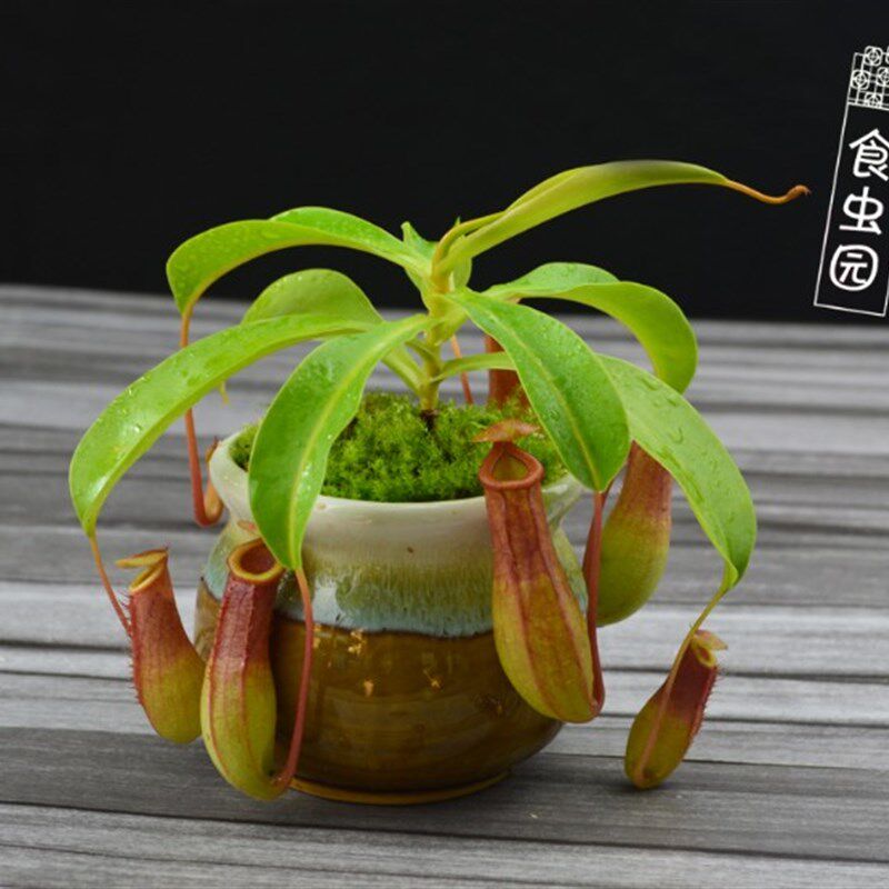 食虫植物-捕蝇草瓶子草茅s膏菜猪笼草【特价包邮 买二送一】食虫