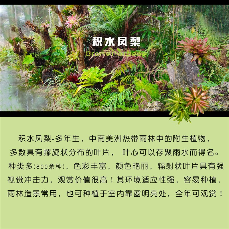 小型积水凤梨小i虫草堂食虫植物盆栽五彩雨林缸水陆造景室内微景