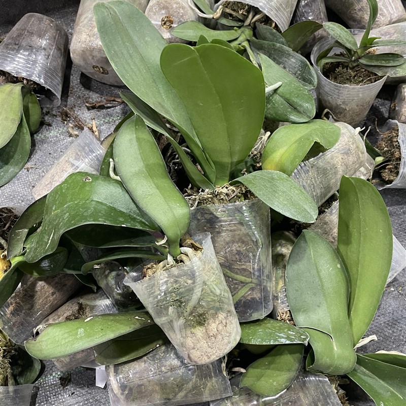 蝴蝶兰2.5-3.0破损F苗30元10棵没有售后