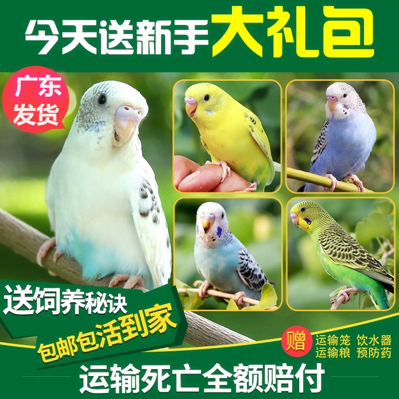 鹦鹉活鸟虎皮鹦鹉玄凤鹦鹉活鸟y会说话手养宠物鸟中小型幼鸟可繁