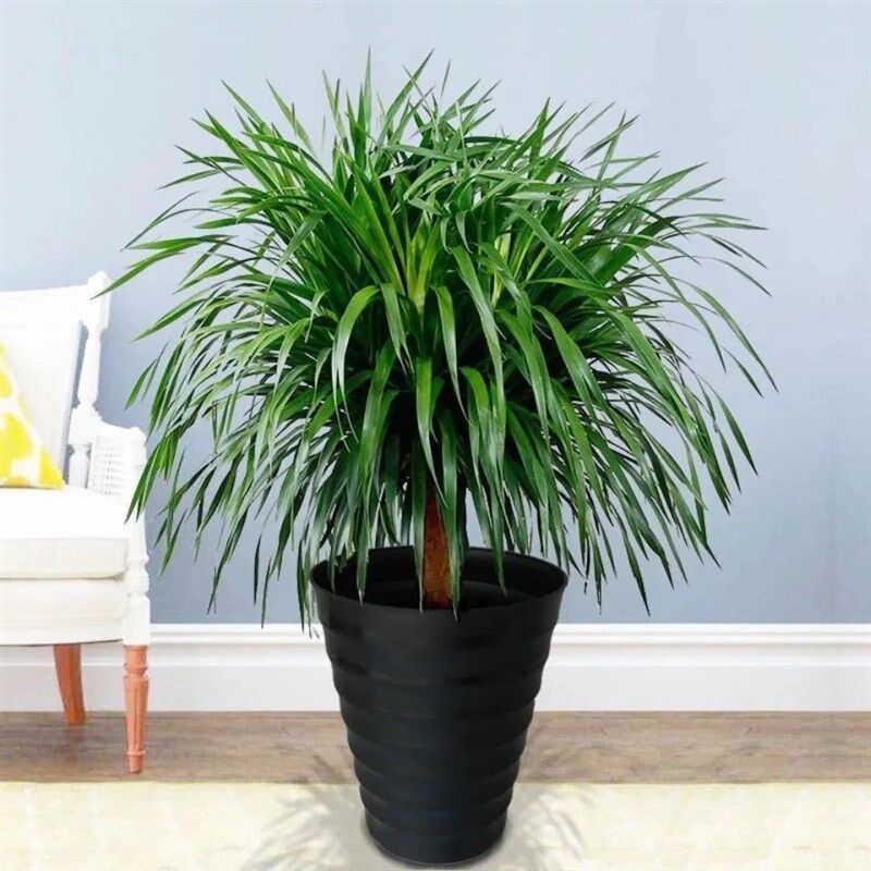 龙须树龙须铁龙血树多p头花卉盆栽室内客厅大型绿植花卉净化空气