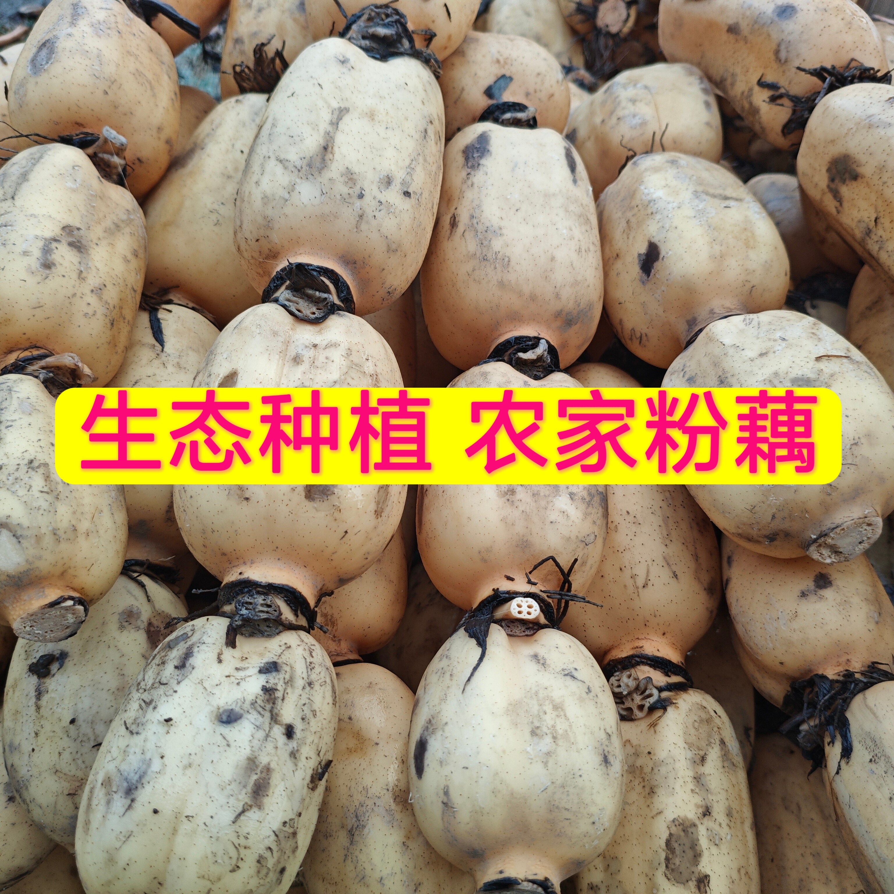 广东当日现挖粉莲藕5斤洪湖嫩莲藕脆嫩清甜湖北新鲜莲藕清炒蔬菜