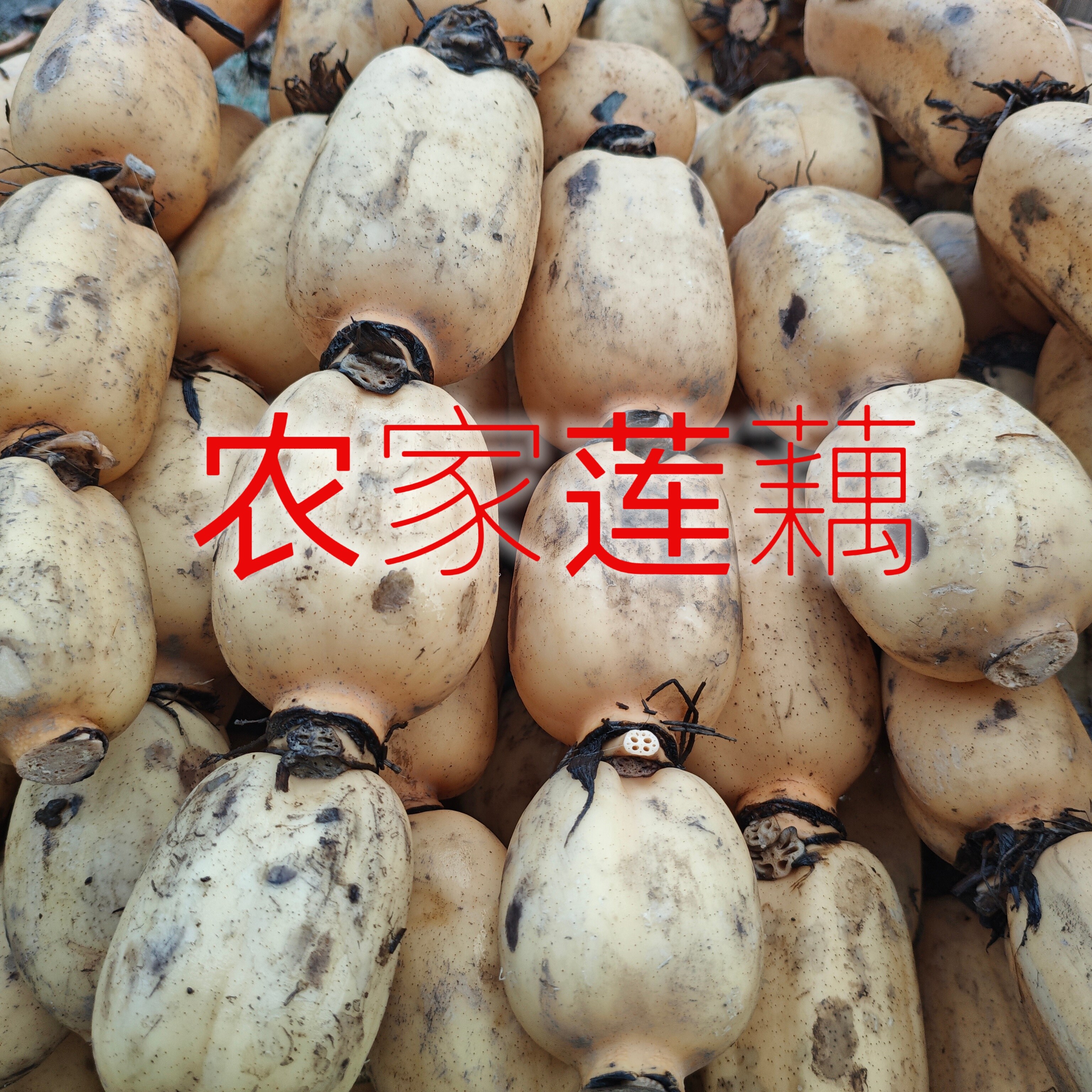 广东现挖莲藕新鲜蔬菜粉藕脆藕农家自种莲藕粉糯香甜