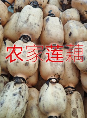 广东现挖莲藕新鲜蔬菜粉藕脆藕农家自种莲藕粉糯香甜
