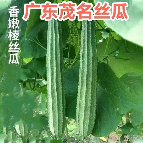 广东新鲜丝瓜棱角丝瓜八角瓜现摘大肉丝瓜清甜农家新鲜蔬菜1-5斤