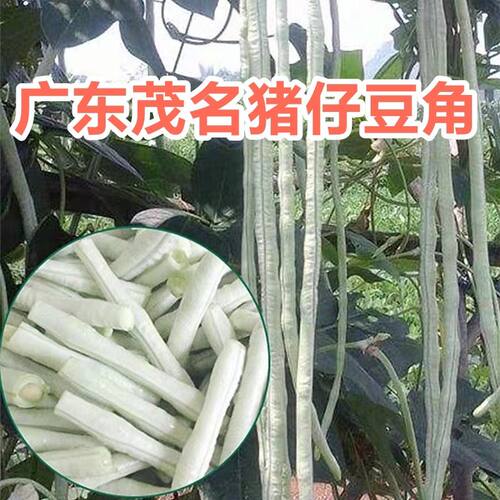 广东农家种植白豇豆长豆角爽脆可口农家露天种植新鲜白豆角餐饮
