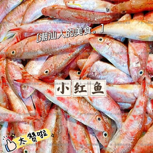本港潮汕红鱼正红鱼仔无鱼鳞