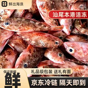 新鲜海钓海捕石翁鱼石九公小虎鱼鲜活海捕虎头鱼小石斑鱼海鲜水产