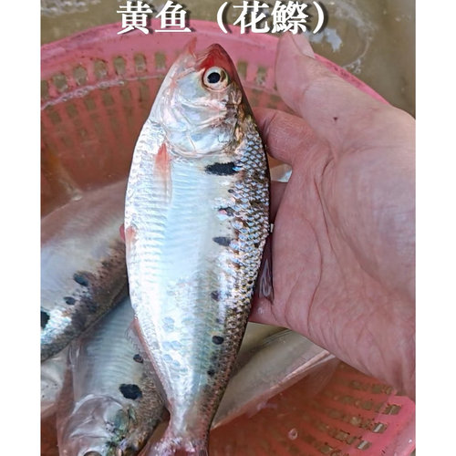 广东海鲜批发野生新鲜冷冻野生小黄鱼去头烧烤油炸清蒸油焖