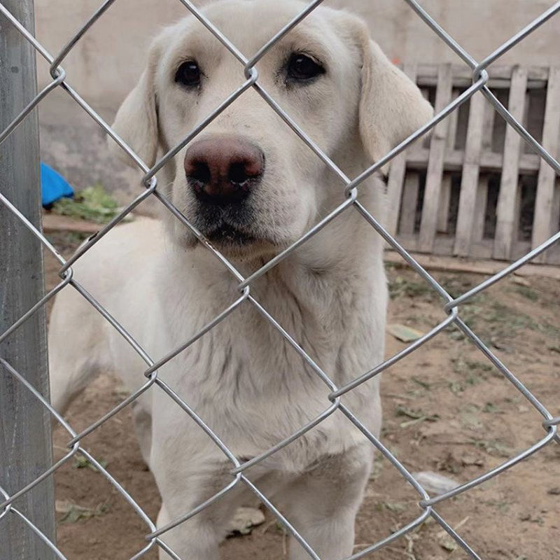 养殖编织网 防护网 绿化护坡喷浆铁丝网 体育场围网 勾花围栏网