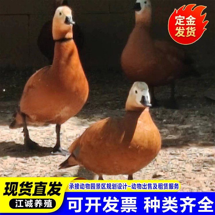 园林景区观赏水禽鸭赤麻鸭 成年赤麻鸭多少钱 出售会下蛋的赤麻鸭