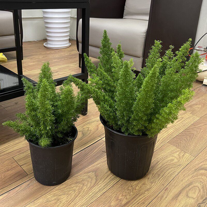 狐尾天门冬盆栽四季常青植物大盆观叶H耐阴绿植阳台室内外客厅花
