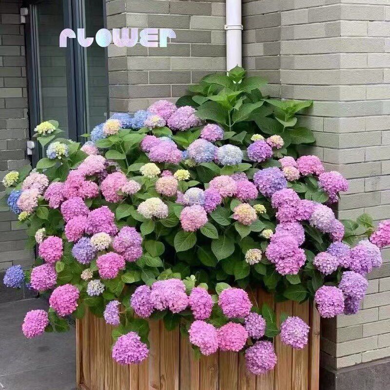 高端花卉大花绣球花苗q盆栽阳台庭院别墅花园多年四季耐寒易养植