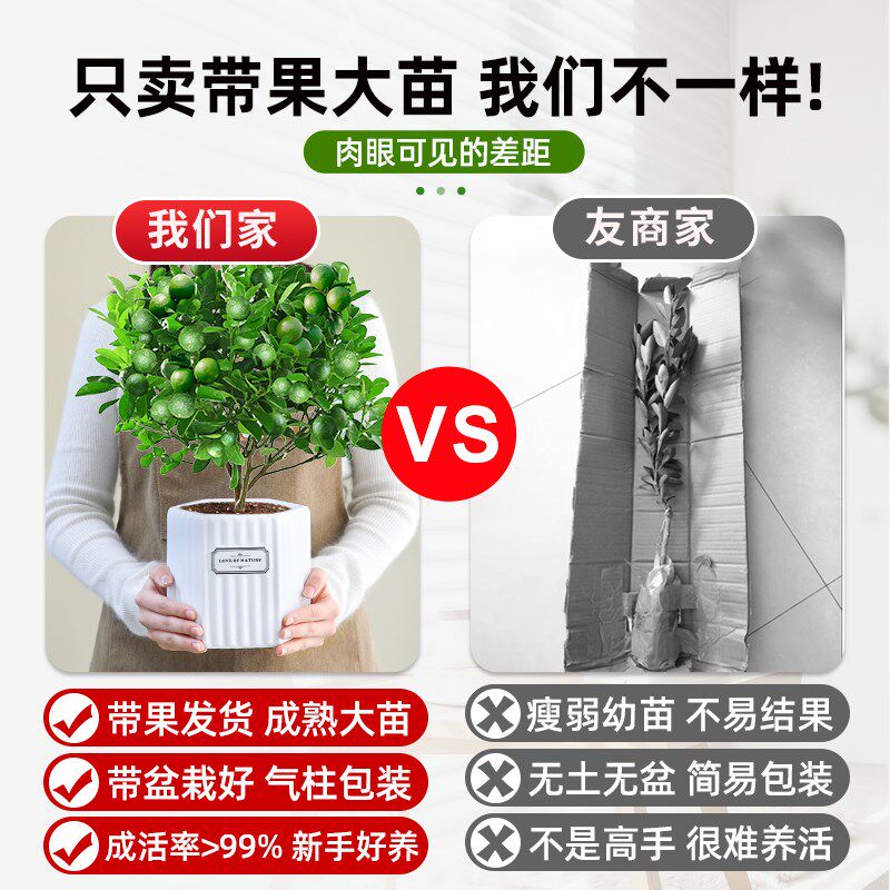 海南小青桔盆栽小青柠树苗t绿植室内果树苗四季带果金桔柠檬橘子
