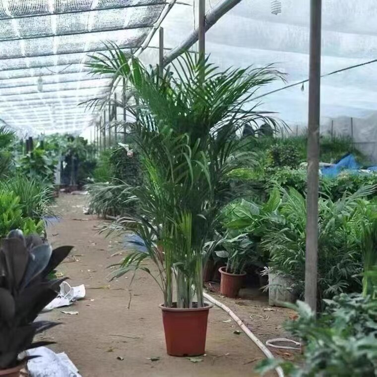 富贵椰子客厅大型绿植盆栽散尾葵室内盆栽凤尾竹X袖珍花卉植物