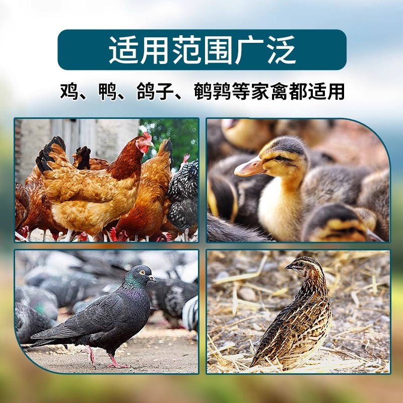 家禽自动饮水器鸽子p养鸡水壶新款鸭子鹅喂鸡自动饮水器饮水碗