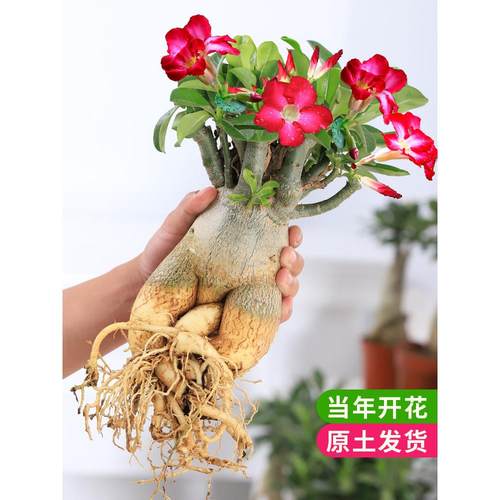 沙漠玫瑰盆栽花卉植物室内花苗重瓣带花老桩四季开花好养易活绿植