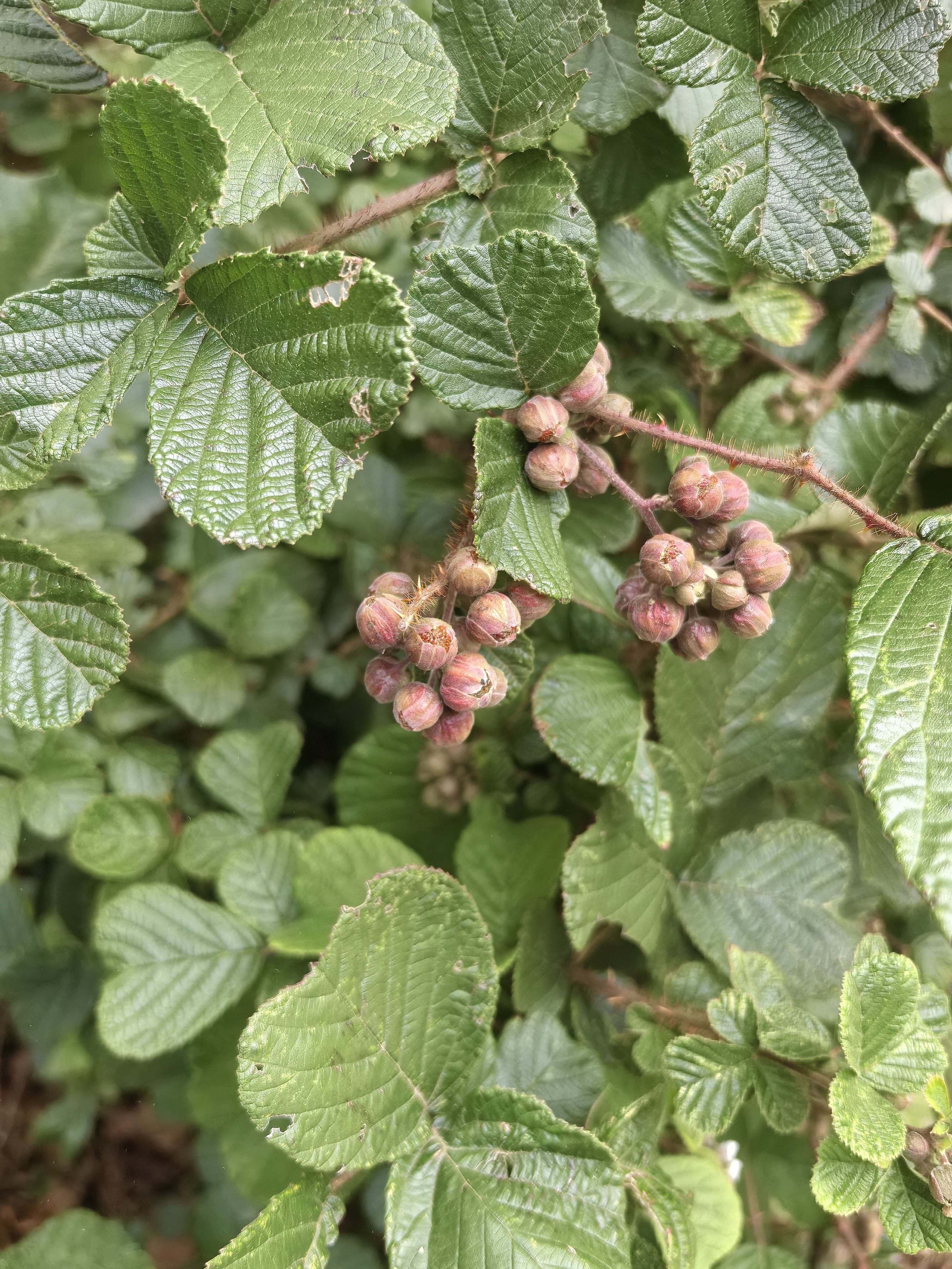 网红爆款有刺黄刺泡云南原生态刺黄泡中草药材新鲜黄泡果纯天然