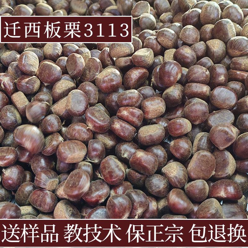 正宗河北迁西板栗生新鲜燕山3113糖炒栗子摆地摊炒货100斤包退换