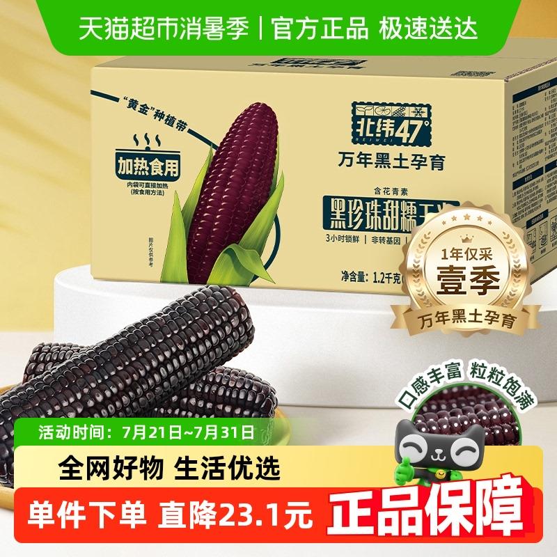 北纬47度珍珠甜糯玉米真空袋装鲜玉米棒黑龙江黑糯玉米