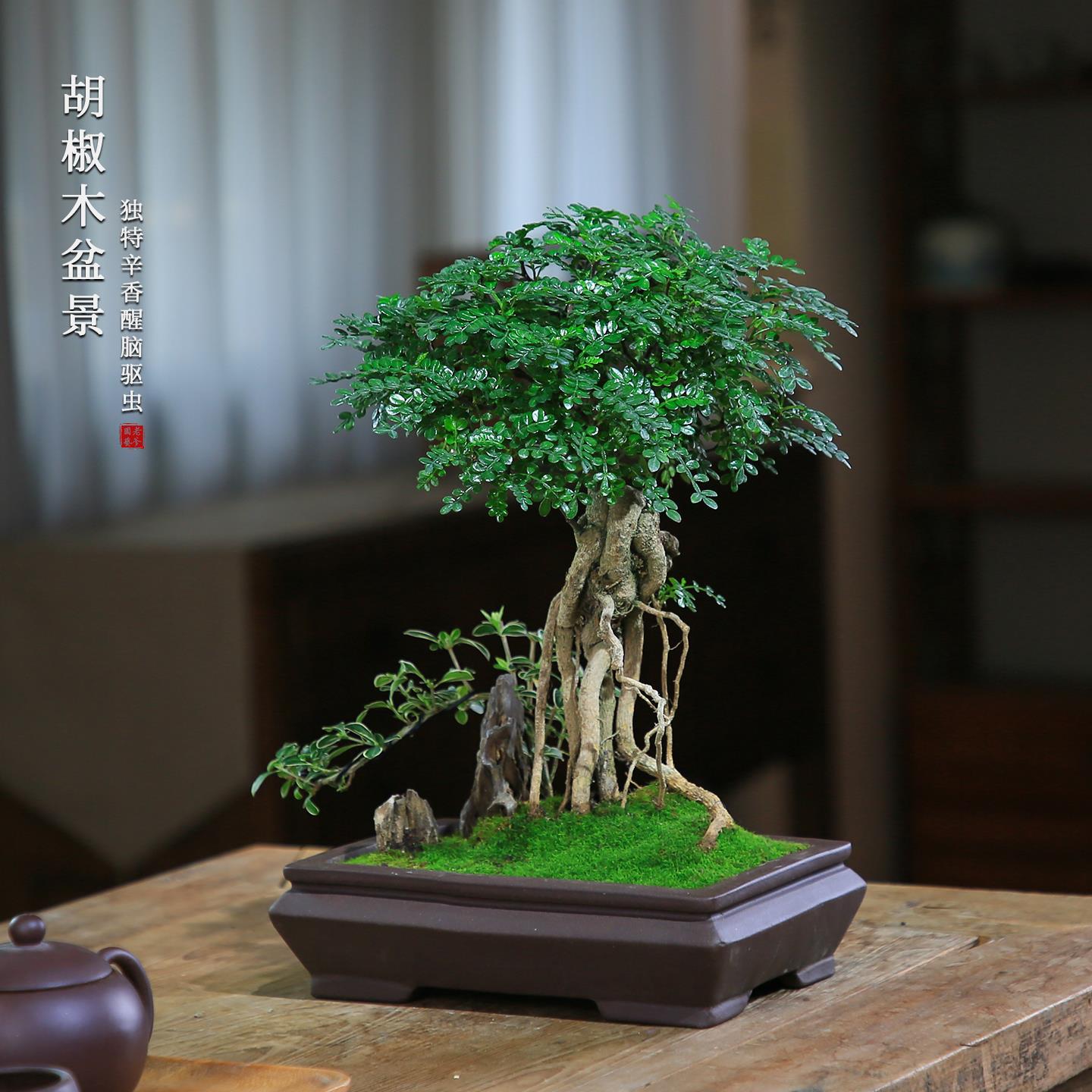 胡椒木盆景清香木老桩盆栽室内植物办公室桌面好养造型客厅绿植