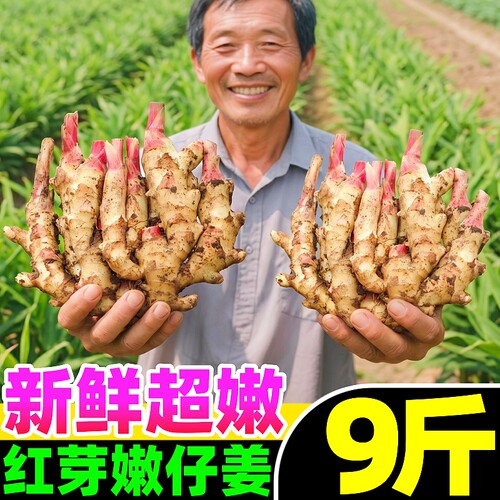 【红芽嫩仔姜热卖榜】官方推荐