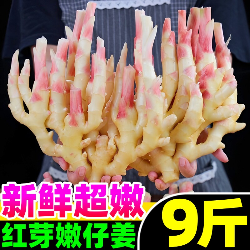 广西新鲜嫩姜大仔姜9斤子姜生姜红芽仔姜指姜非云南小黄姜老姜种
