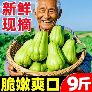 批发 包邮 云南新鲜佛手瓜10斤蔬菜窝瓜捧瓜丰收福寿自种当季 非种子