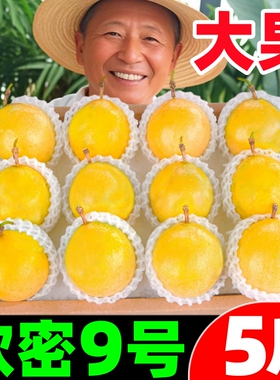 广西黄金百香果钦蜜9号5斤新鲜水果黄色纯甜大果皱皮原浆现摘包邮