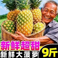 广东湛江菠萝9斤新鲜水果应当季现摘徐手撕金钻凤梨闻香水小菠萝