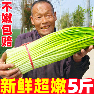 2025年新鲜蒜苔5斤河南蒜苔新鲜超嫩蒜苗心蒜薹蒜台整箱批发 包邮