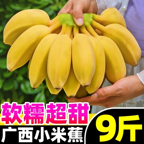 【新鲜小米蕉热卖榜】官方推荐