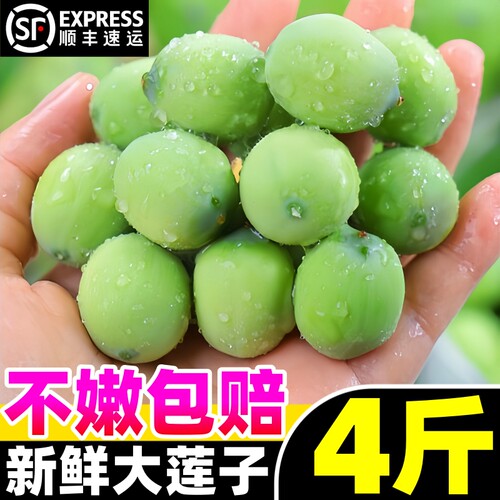 【超嫩莲蓬热卖榜】官方推荐