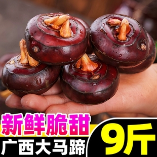 包邮 广西大马蹄荸荠新鲜即食当季 水果蔬菜珍珠马蹄果现挖脆甜整箱