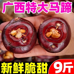 广西大马蹄荸荠新鲜即食当季水果蔬菜珍珠马蹄果现挖脆甜整箱包邮