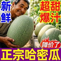 正宗新疆超甜哈密瓜吐魯番推薦店