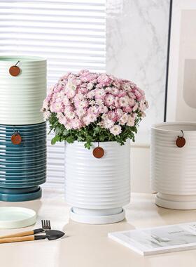 斯堪的纳维亚简单的花盆家庭客厅Pothos蝴蝶兰花陶瓷高端超大创意